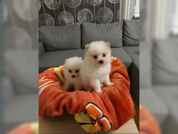 cuccioli di pomerania