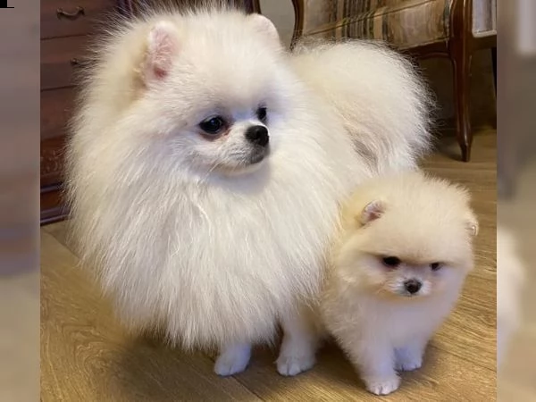 cuccioli di pomerania | Foto 3