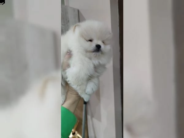 cuccioli di pomerania | Foto 1