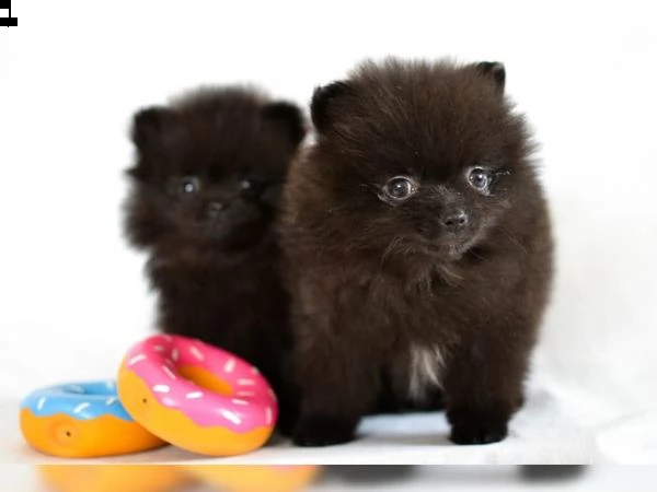 cuccioli di pomerania | Foto 0