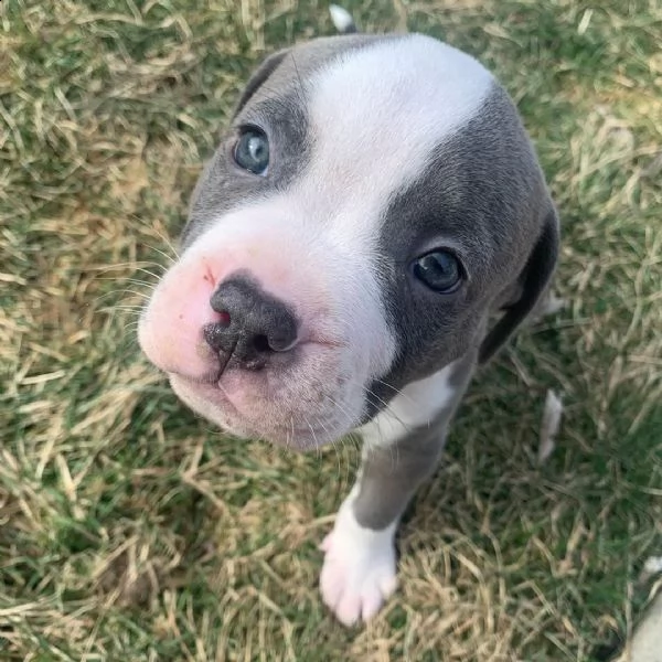 cuccioli di pitbull maschio e femmina in adozione