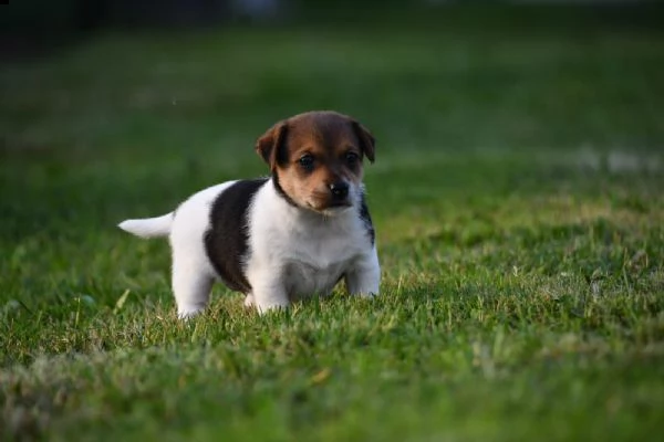 jack russell terrier cuccioli | Foto 0