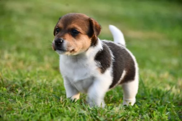 jack russell terrier cuccioli