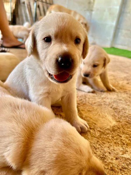 Cuccioli di Labrador Retriever colore bianco e miele