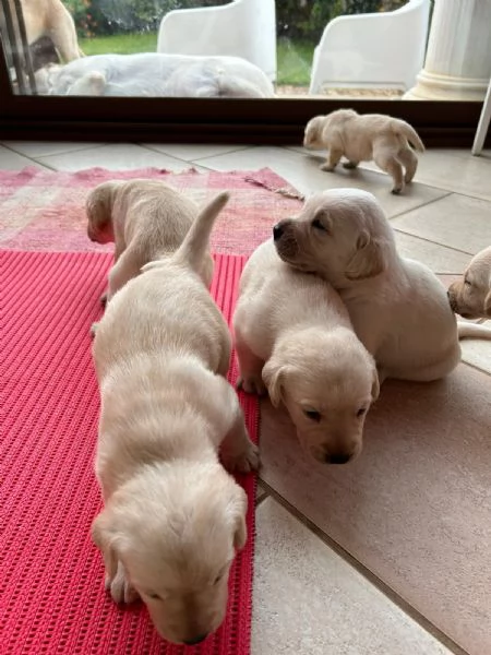 Cuccioli di Labrador Retriever colore bianco e miele | Foto 3