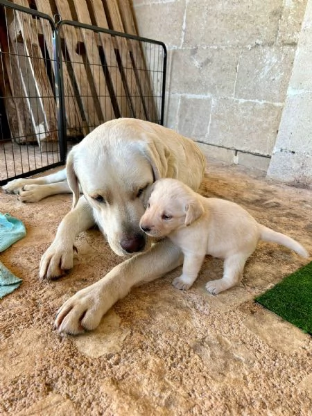 Cuccioli di Labrador Retriever colore bianco e miele | Foto 2