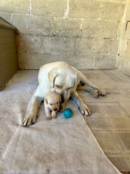 Cuccioli di Labrador Retriever colore bianco e miele | Foto 1