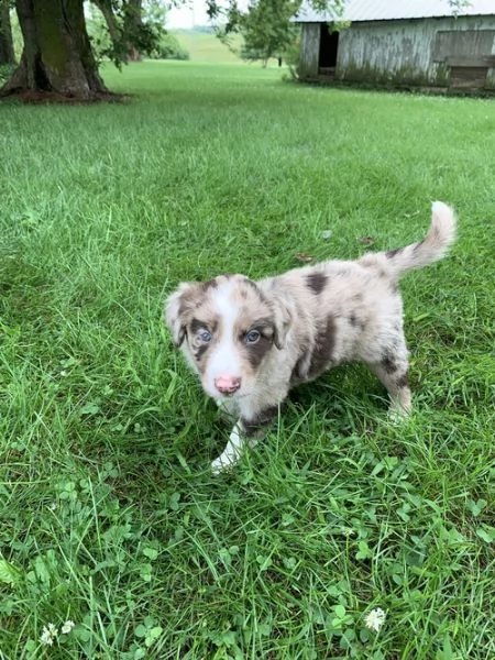 regalo adorabili cuccioli pastore australiano femminucce e maschietti gratuita