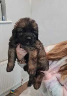 cucciolo di leonberger puro | Foto 1