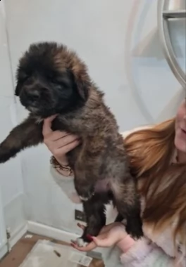 cucciolo di leonberger puro | Foto 0