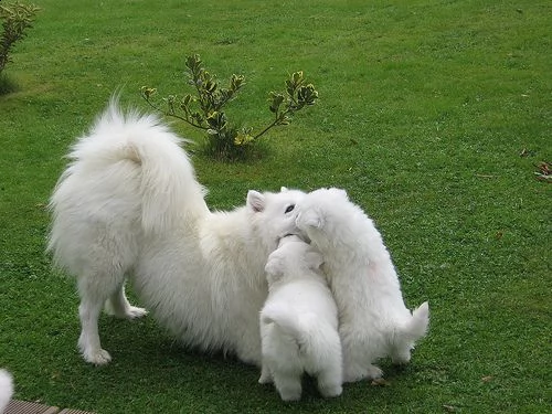 regalo adorabili cuccioli samoiedo femminucce e maschietti