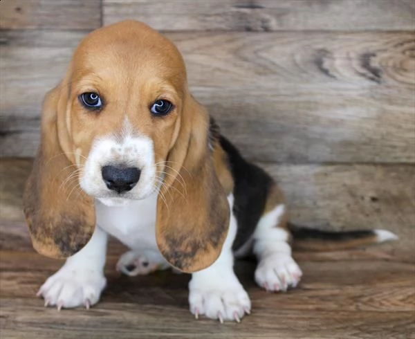 regarlo bassethound cuccioli bellissima cucciolata cerca nuova famiglia, 4 maschi e 3 femmina, 60 gg