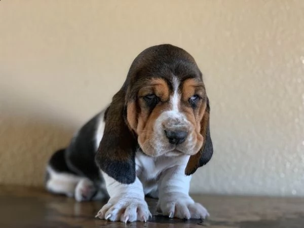 bassethound  cuccioli per l'adozione bellissima cucciolata cerca nuova famiglia, 4 maschi e 3 femmin