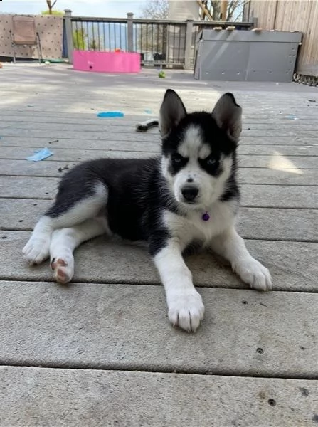 regalo siberian husky con pedigree 