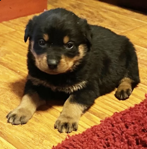 cuccioli rottweiler  disponibili per adozione