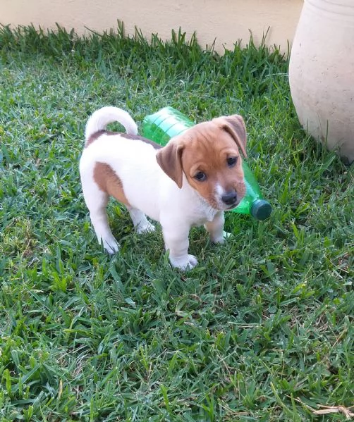 Jack russell terrier  | Foto 2