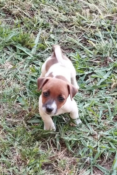 Jack russell terrier  | Foto 0