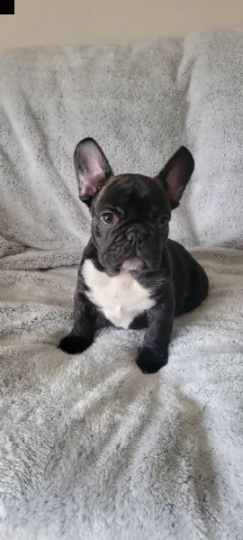 cuccioli di bulldog francese femmine bulldog francese femmina. 8 settimane. utd sui vaccini. akc. e-