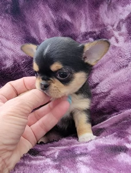  cuccioli di chihuahua in vendita cuccioli di chihuahua amichevoli, affettuosi e sani che ti rubano 