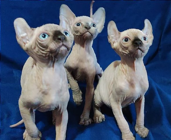 Bellissimi Gatti nudi gattini ELF sphynx gatto nudo sphinx | Foto 2