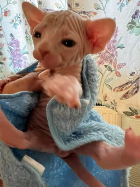 splendidi gattini sphynx