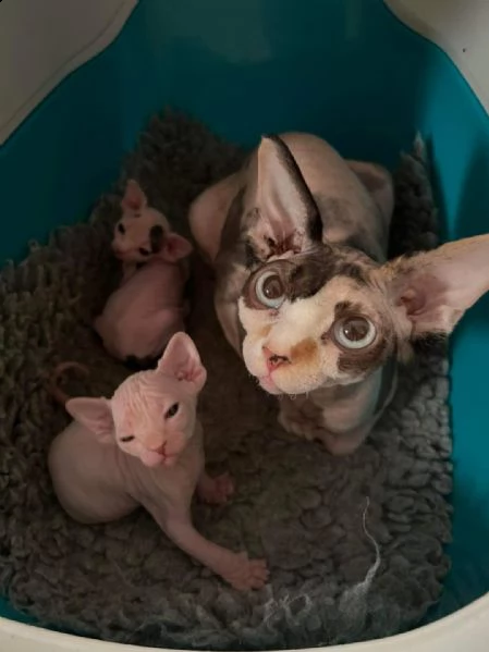 gattini sphynx bellissimi