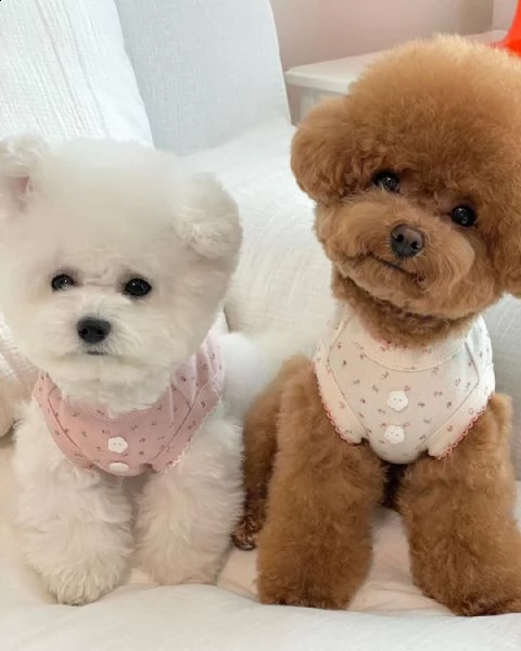 due adorabili cuccioli di bichon frise addestrati in casa