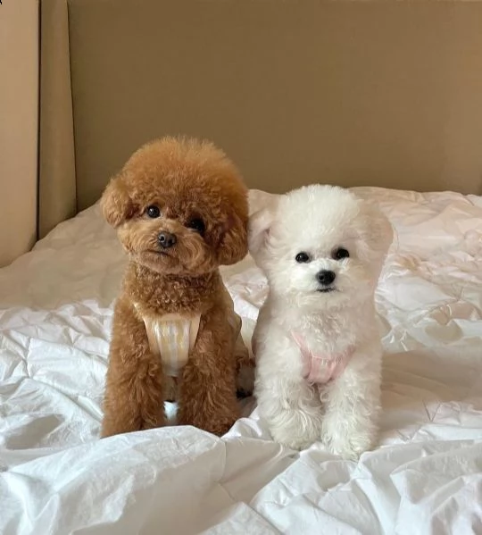 due adorabili cuccioli di bichon frise addestrati in casa | Foto 6