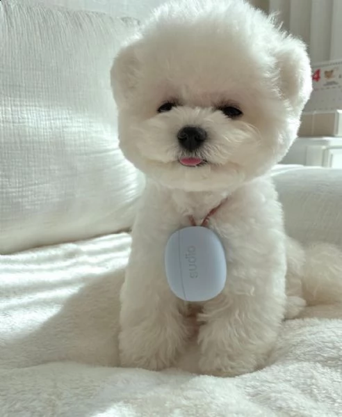 due adorabili cuccioli di bichon frise addestrati in casa | Foto 5