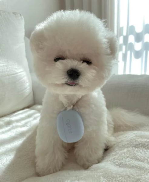 due adorabili cuccioli di bichon frise addestrati in casa | Foto 3