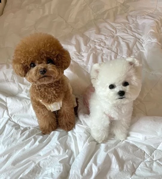 due adorabili cuccioli di bichon frise addestrati in casa | Foto 1