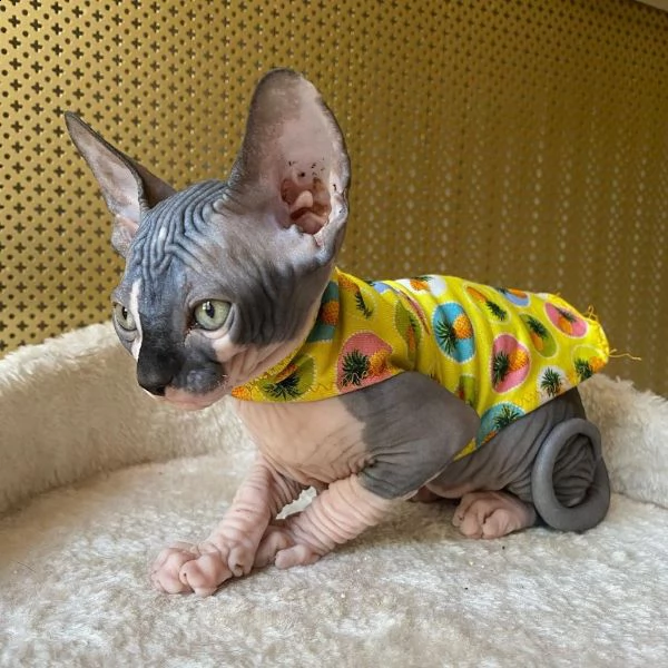 gattini sphynx maschi e femmine sani | Foto 4