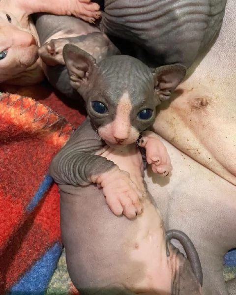 gattini sphynx maschi e femmine sani | Foto 1