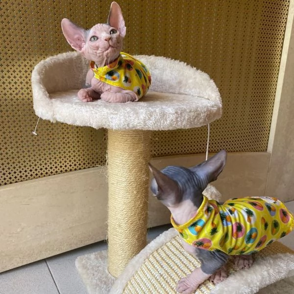 gattini sphynx maschi e femmine sani | Foto 0