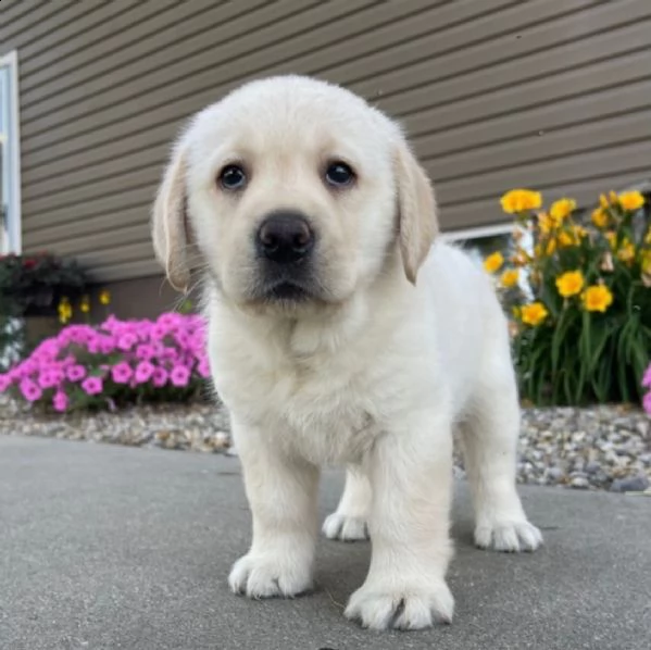 regalo cuccioli di golden retriver .