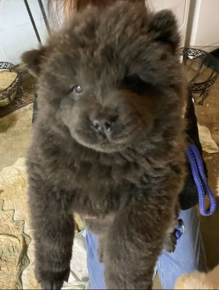  regalo bianchi cuccioli di chow chow 