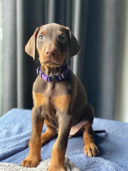 regalo adorabili cuccioli  dobermann  femminucce e maschietti  gratuita 