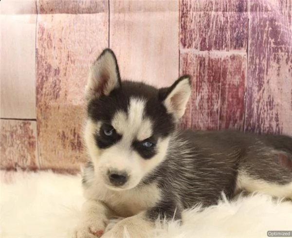 regalo siberian husky con pedigree 