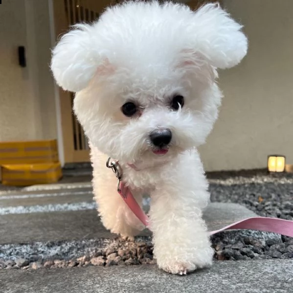 regalo bichon cuccioli meravigliosi ! 