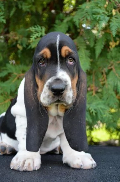   regalo cuccioli basset hound bellissimi cuccioli di basset hound di prima scelta in pronta consegn