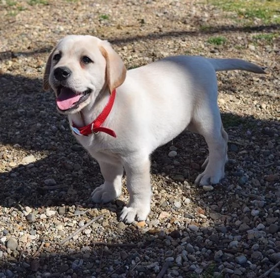 bello labrador , maschio e femmina, in regalo