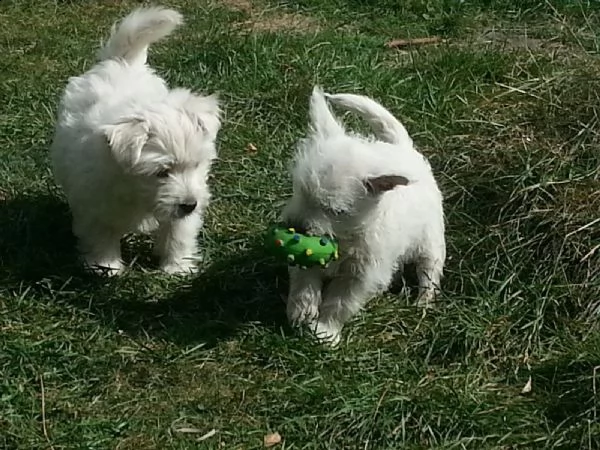 maltese cuccioli 2 maschi e 3 femmine | Foto 4