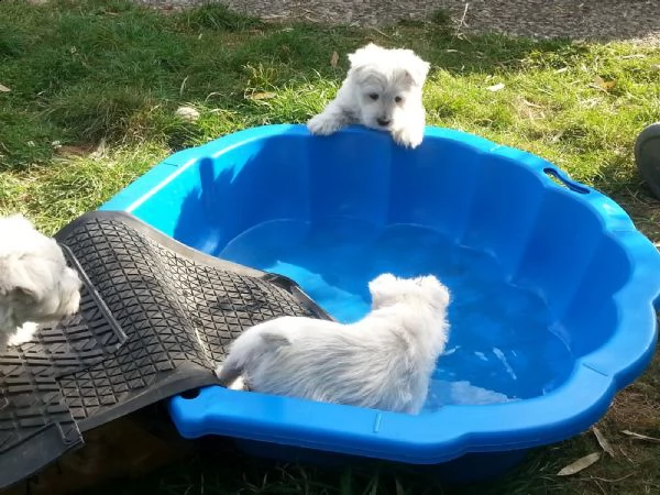 maltese cuccioli 2 maschi e 3 femmine | Foto 3