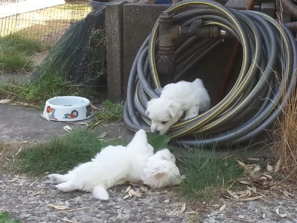 maltese cuccioli 2 maschi e 3 femmine | Foto 1