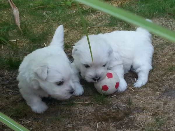 maltese cuccioli 2 maschi e 3 femmine | Foto 0