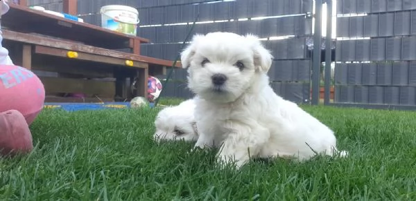 bellissimi cuccioli di maltese | Foto 5