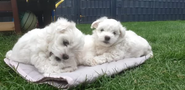 bellissimi cuccioli di maltese | Foto 4