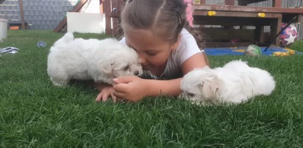 bellissimi cuccioli di maltese | Foto 3