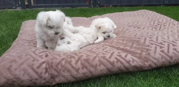 bellissimi cuccioli di maltese | Foto 2