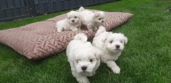 bellissimi cuccioli di maltese